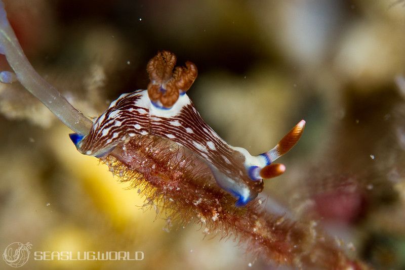 トウモンリュウグウウミウシ Nembrotha livingstonei