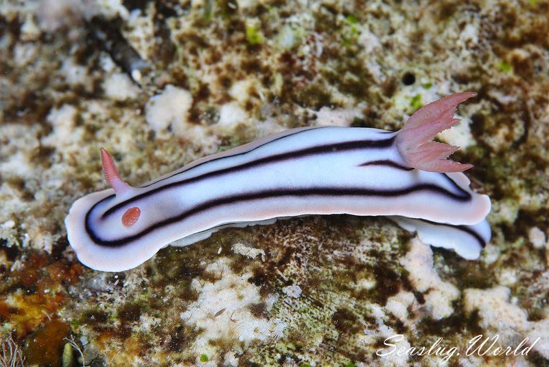 ミスジアオイロウミウシ Chromodoris lochi