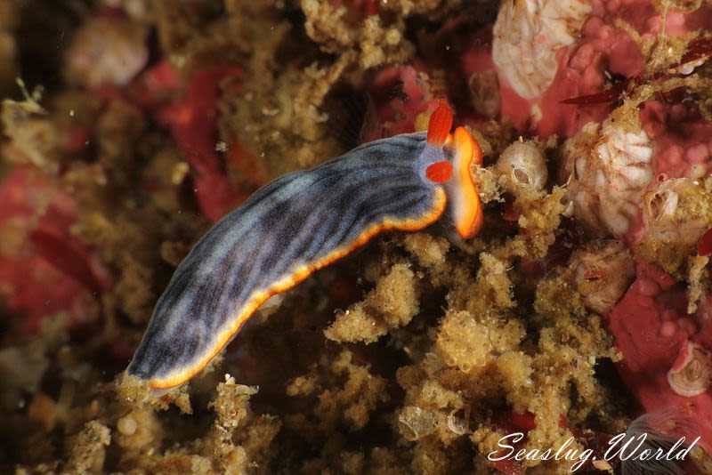 サメジマオトメウミウシ Dermatobranchus striatellus