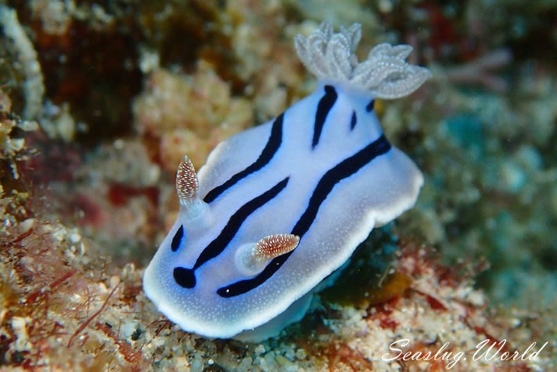 ミゾレウミウシ Chromodoris willani