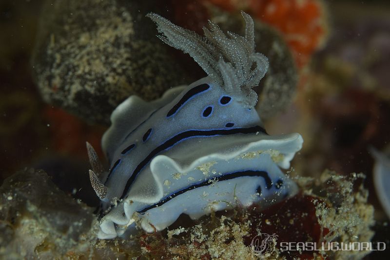 ミゾレウミウシ Chromodoris willani