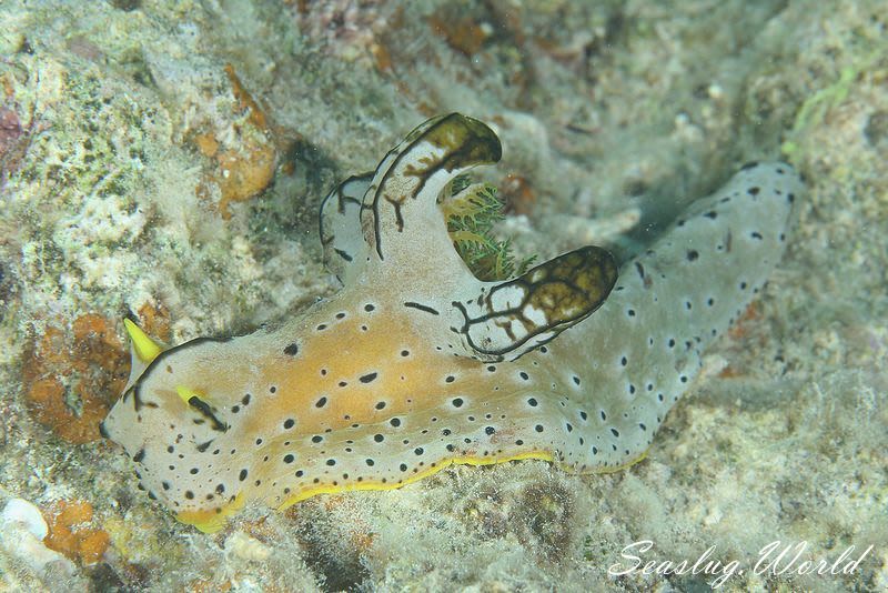 タチアオイウミウシ Notodoris serenae