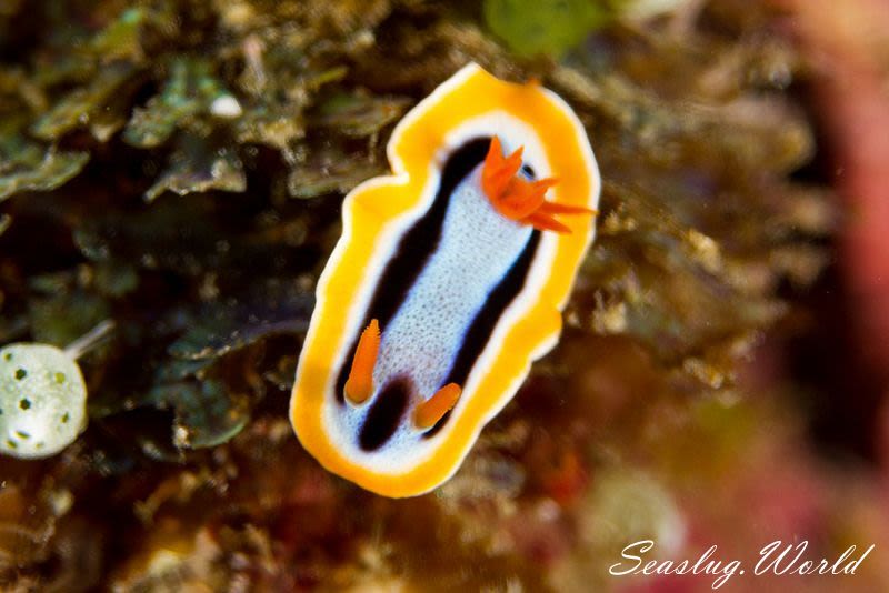 Chromodoris colemani 'annae' morph