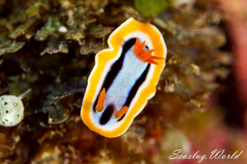 アンナウミウシ Chromodoris annae