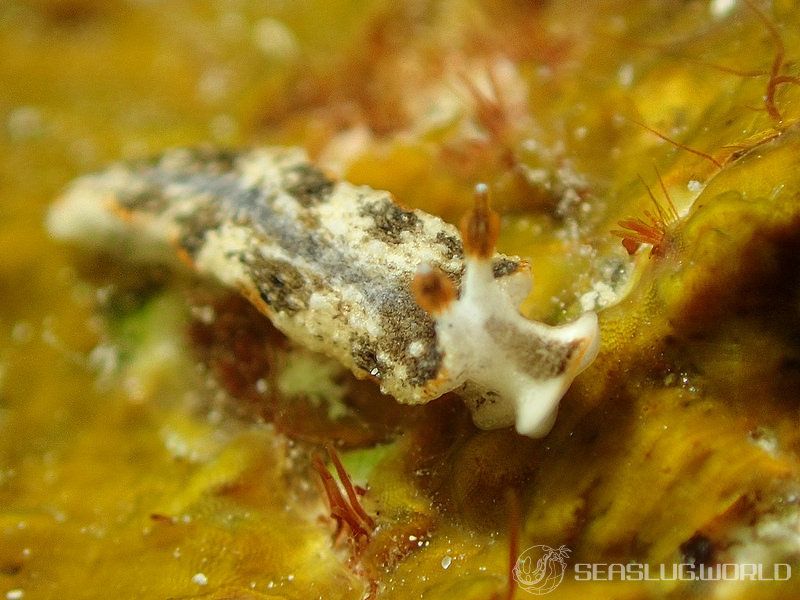 クチヒゲオトメウミウシ Dermatobranchus fortunatus