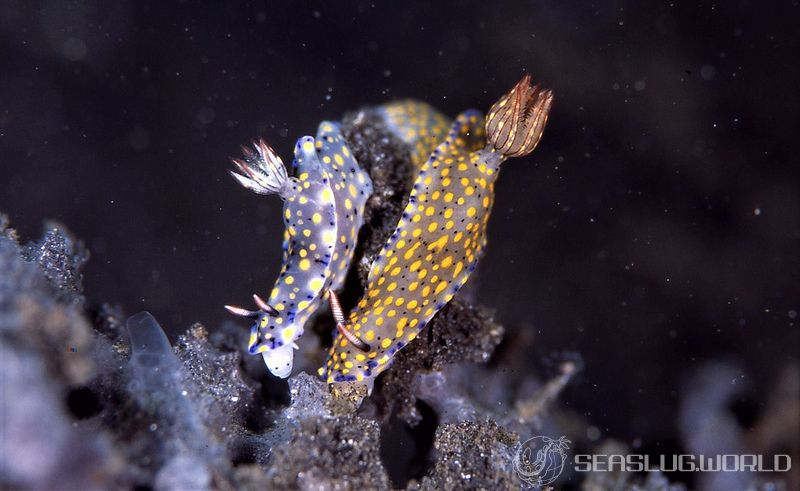 オダカホシゾラウミウシ Hypselodoris roo