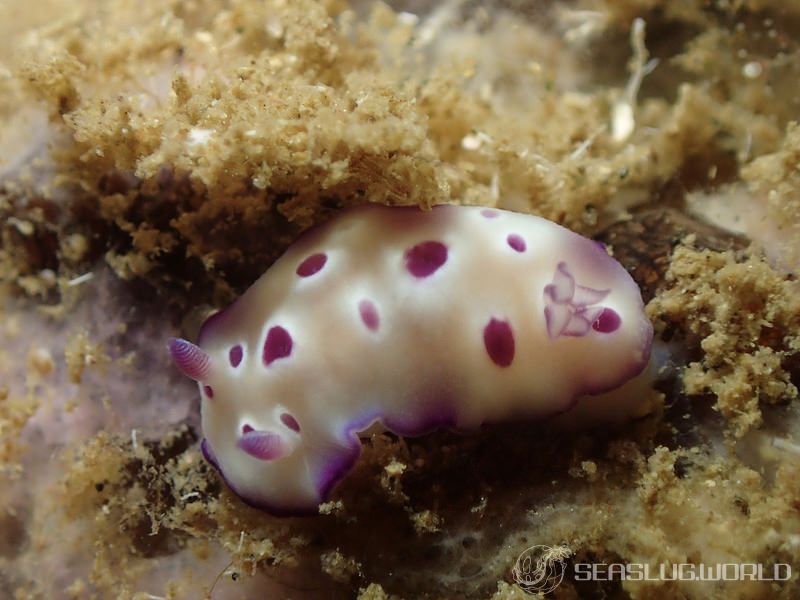 マダライロウミウシ Hypselodoris tryoni