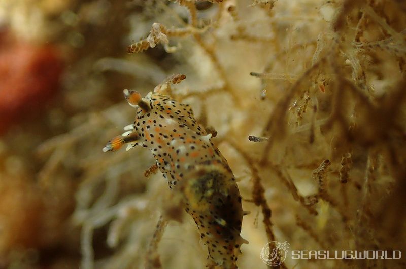 フジタウミウシ Polycera fujitai