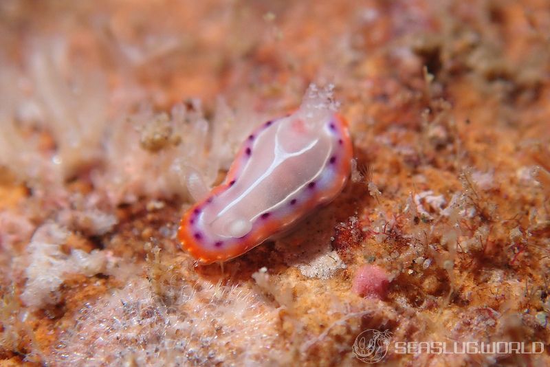 セトイロウミウシ Goniobranchus setoensis