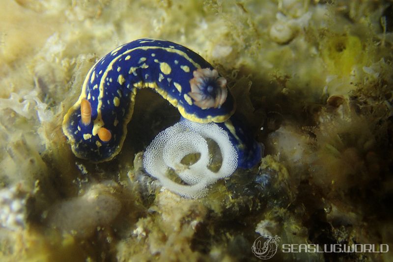 アオウミウシ Hypselodoris festiva