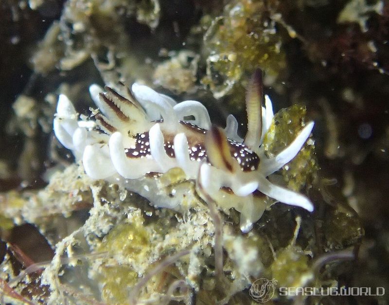 イバラウミウシ Ceratodoris barnardi