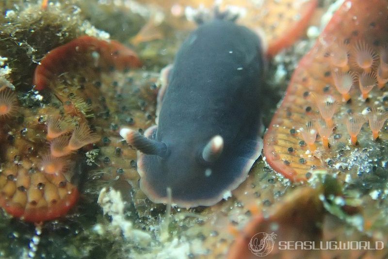 クロシタナシウミウシ Dendrodoris arborescens