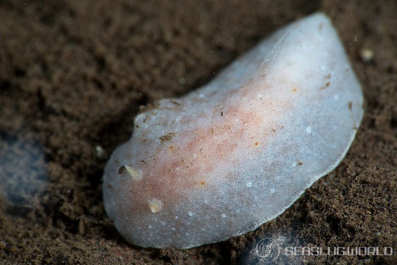 シロコダテウミウシ Peltodoris murrea