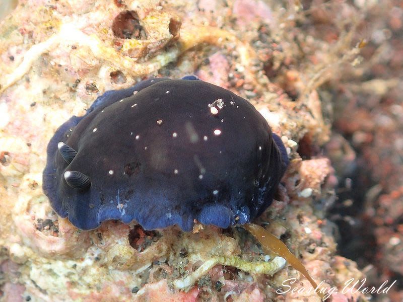 ホンクロシタナシウミウシ Dendrodoris nigra