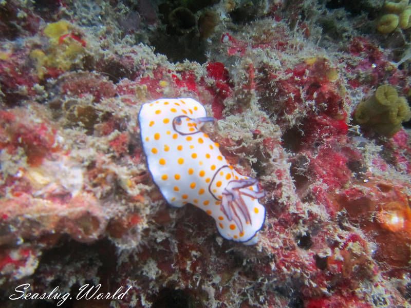 ゴニオブランクス・アンヌラートゥス Goniobranchus annulatus