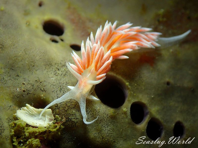 サクラミノウミウシ Sakuraeolis sakuracea