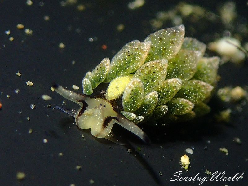 オオアリモウミウシ Costasiella formicaria