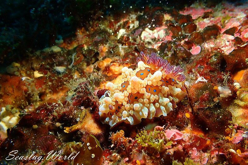 ミヤコウミウシ Dendrodoris krusensternii