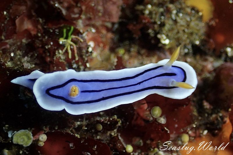 ミスジアオイロウミウシ Chromodoris lochi