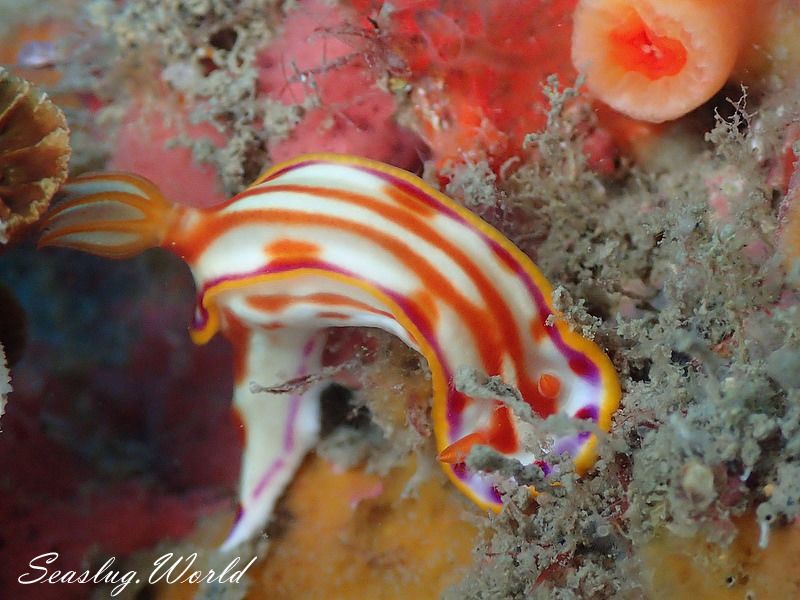 カナメイロウミウシ Hypselodoris kaname