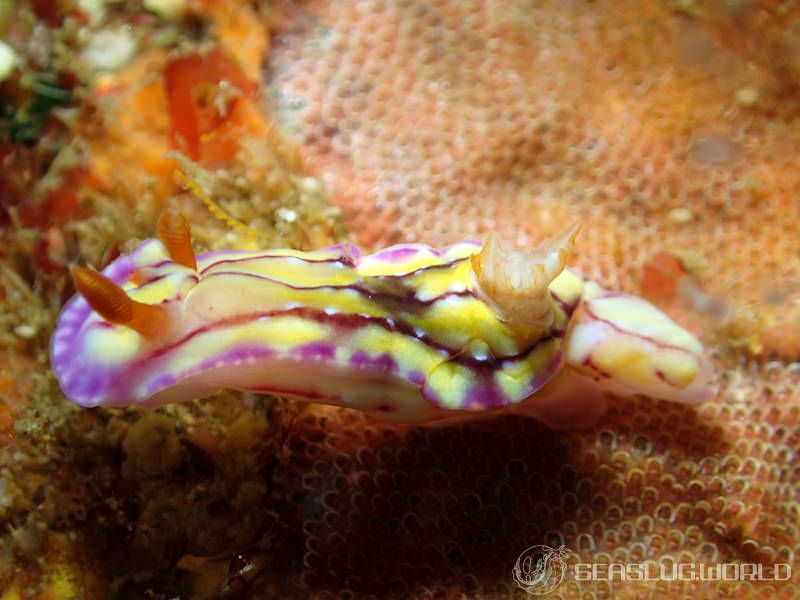 セリスイロウミウシ Hypselodoris cerisae