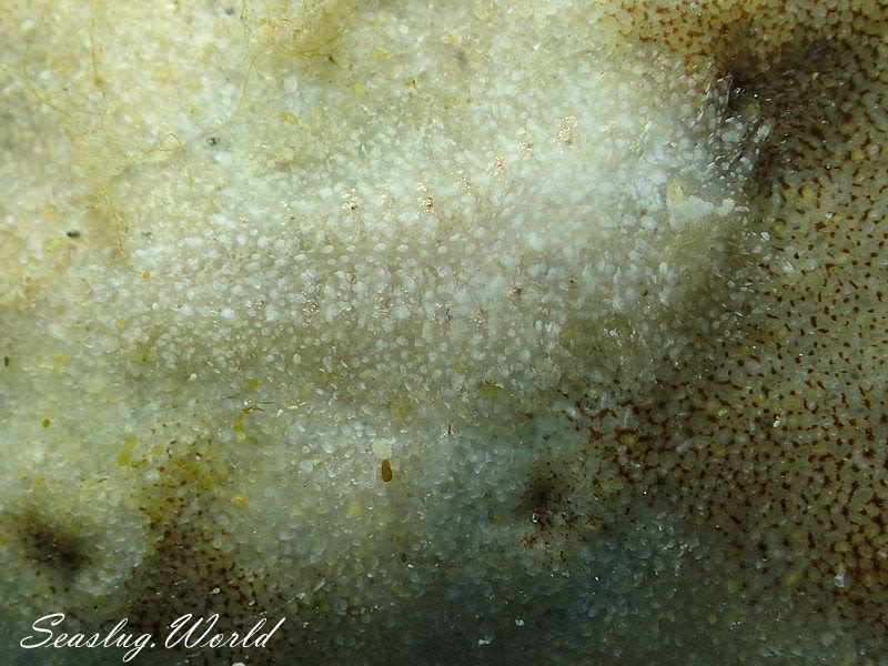 ランソンミノウミウシ Aeolidiopsis ransoni