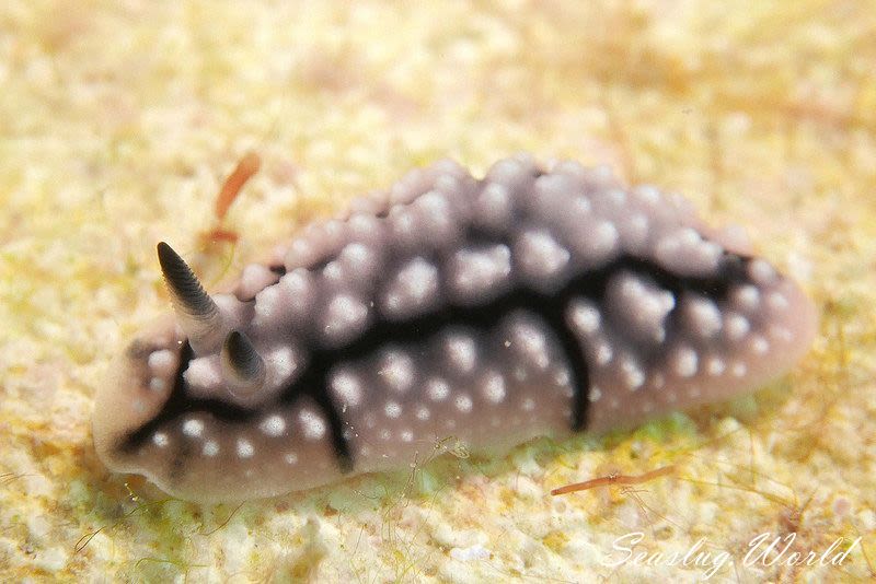 アミメイボウミウシ Phyllidiopsis krempfi