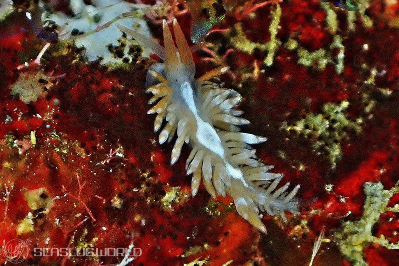 アンテアエオリデエッラ・カカオティカ Anteaeolidiella cacaotica