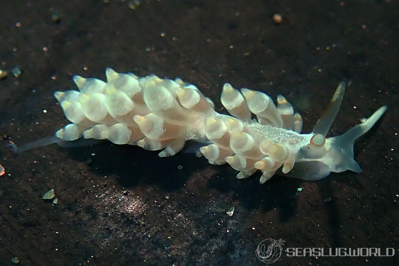 カトリオーナ・オセザキエンシス Catriona osezakiensis