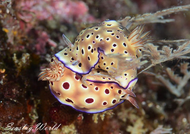 マダライロウミウシ Hypselodoris tryoni