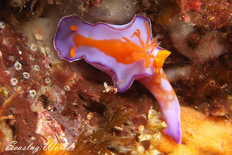 フタイロニシキウミウシ Ceratosoma bicolor