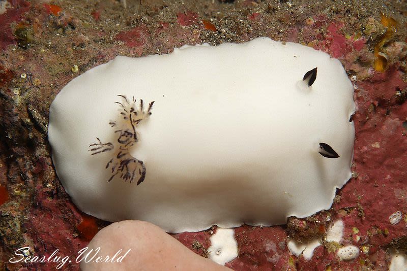 ユキダマウミウシ Hiatodoris fellowsi