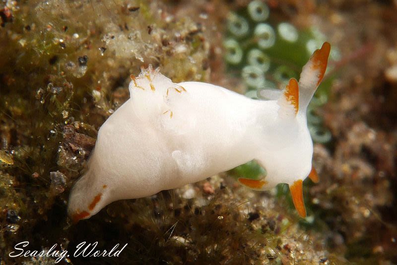 アカスジツガルウミウシ Trapania vitta | 世界のウミウシ アカスジツガルウミウシ Trapania vitta | 世界のウミウシ