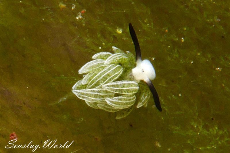 ウサギモウミウシ Costasiella usagi