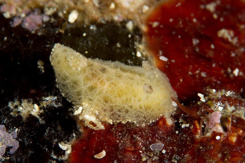 カクレカザンウミウシ Sclerodoris apiculata