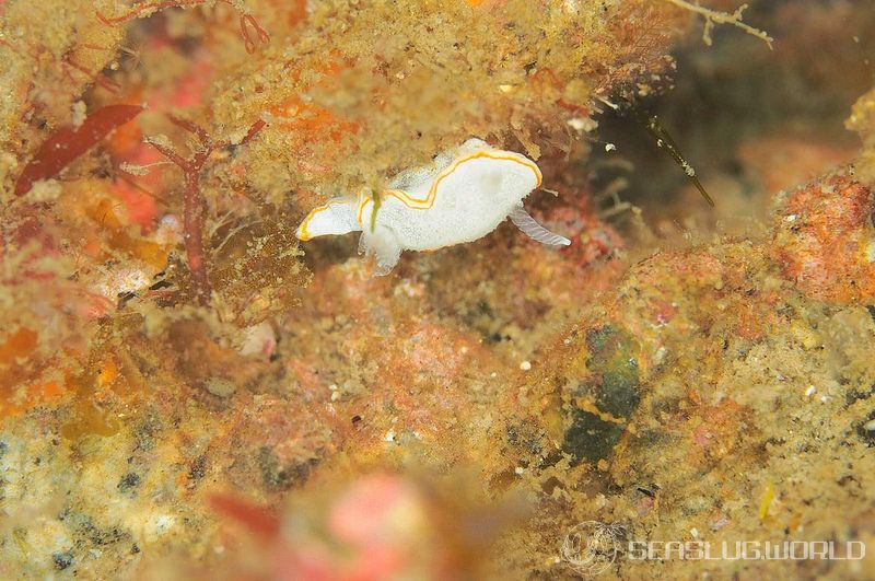 ミツイラメリウミウシ Diaphorodoris mitsuii