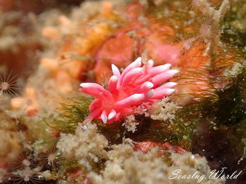 ヒロウミウシ Ceratodoris hiroi