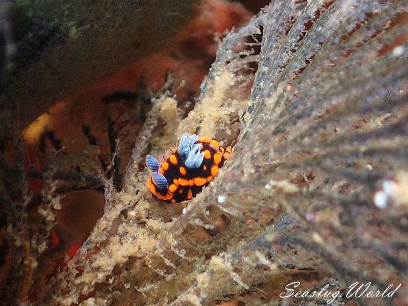 クロスジリュウグウウミウシ属の一種 3 Nembrotha sp. 3