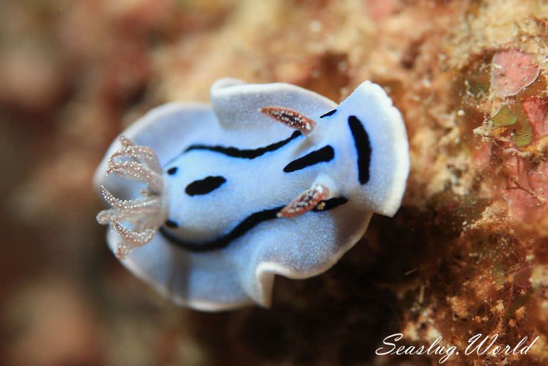 ミゾレウミウシ Chromodoris willani