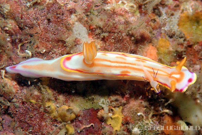 カナメイロウミウシ Hypselodoris kaname