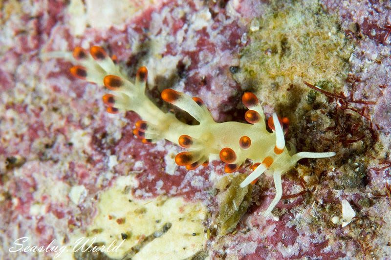 Trinchesia sp.25 | SEASLUG.WORLD