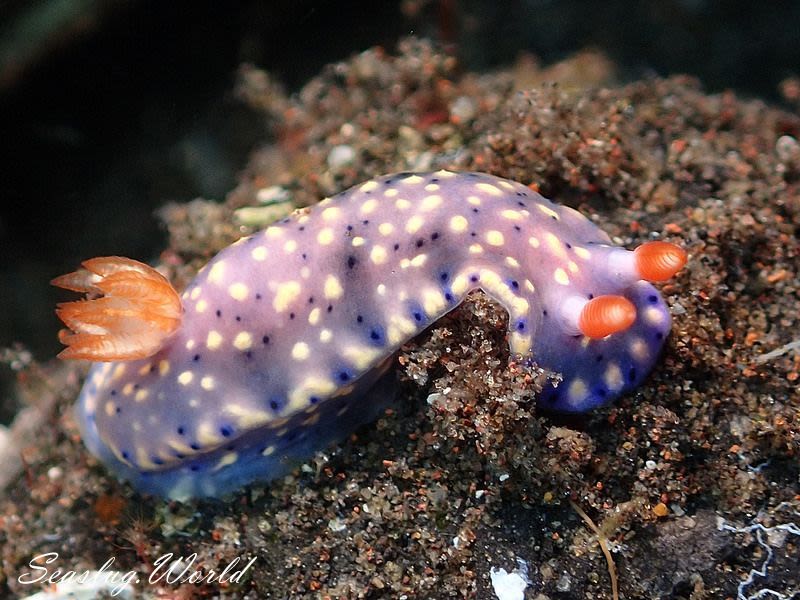 ホシゾラウミウシ Hypselodoris infucata