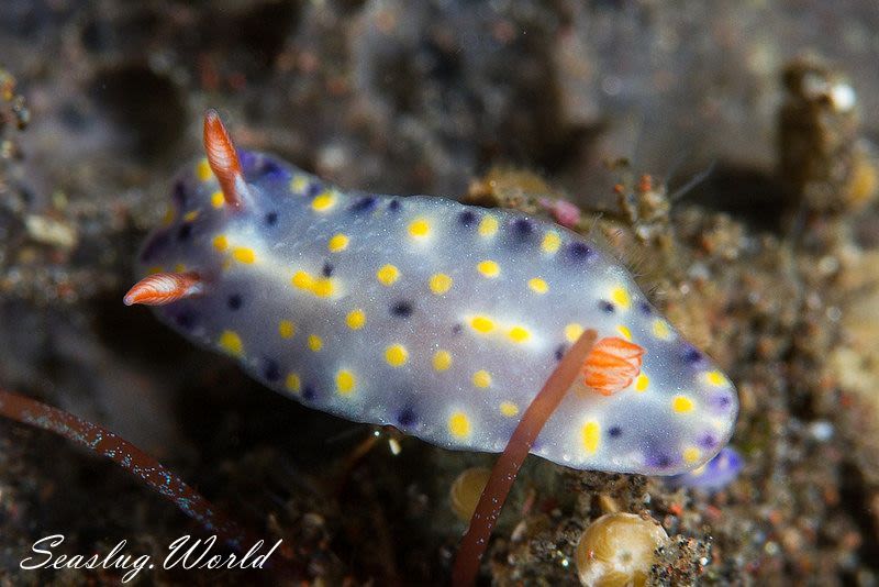 ヒュプセロドーリス・コンフェッティ Hypselodoris confetti