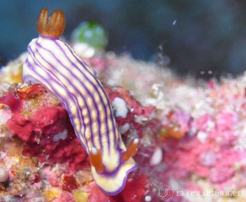 クチナシイロウミウシ Hypselodoris whitei