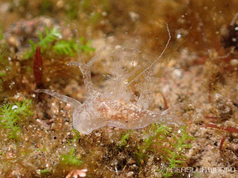 イトヒキウミウシ Pseudobornella orientalis