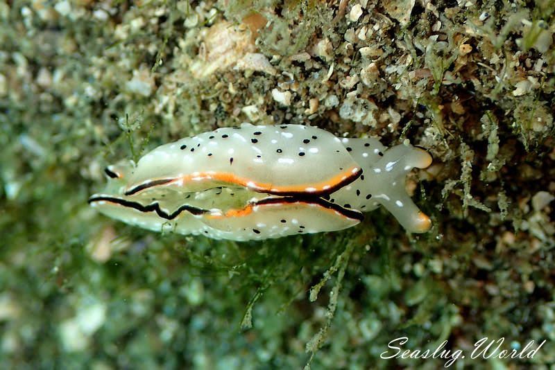 コノハミドリガイ Elysia marginata