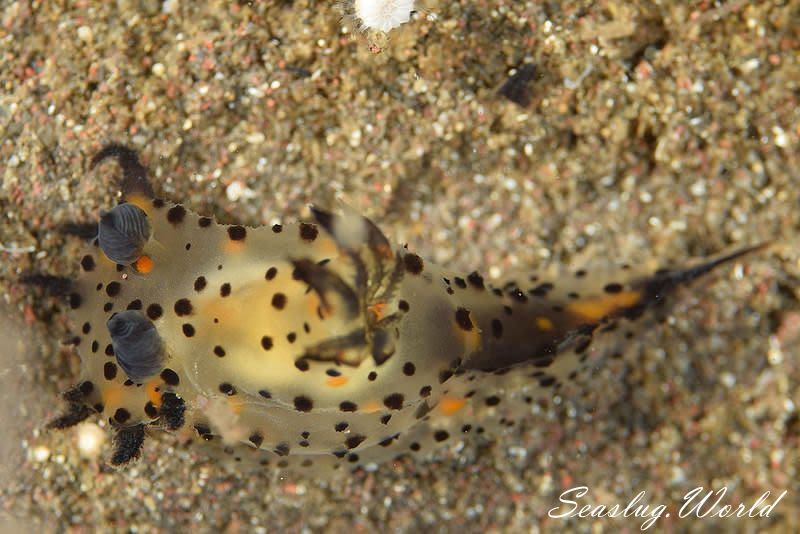 コソデウミウシ Polycera abei