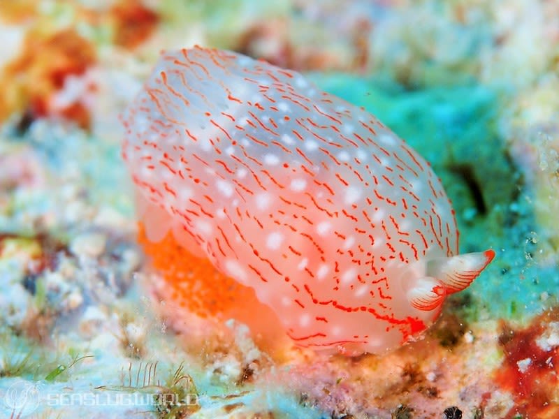 ザマミキヌハダウミウシ Gymnodoris sp. 6