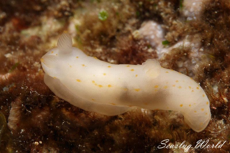 キヌハダウミウシ属の一種 19 Gymnodoris sp.19