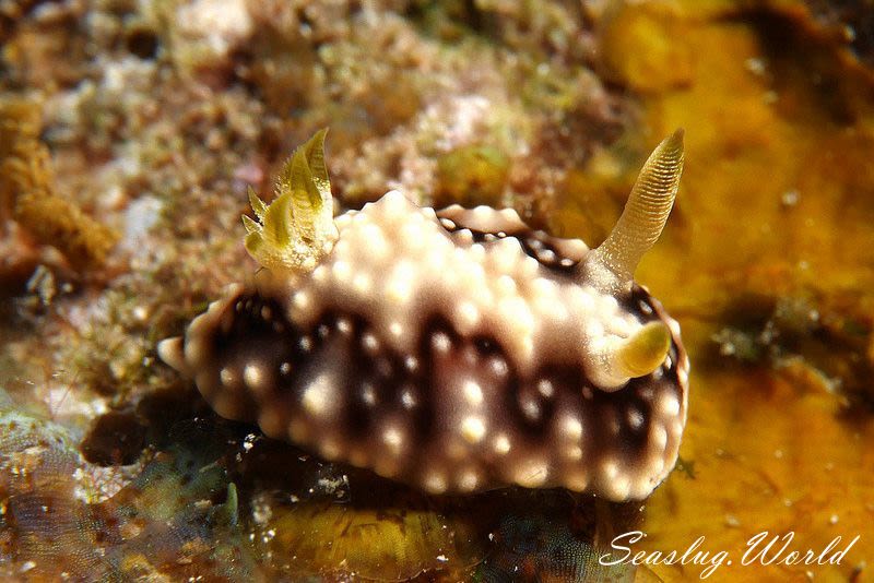 キカモヨウウミウシ Goniobranchus geometricus